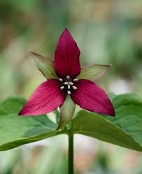 A red Trillium flower showing its three petals